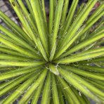 Juka obrovská (Yucca carnerosana) - výška 80-100 cm, kont. C20L